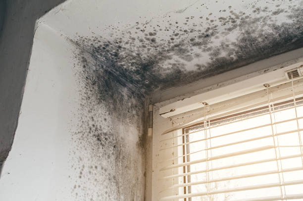 Affordable Mold Inspection And Testing solutions in Durham, NC